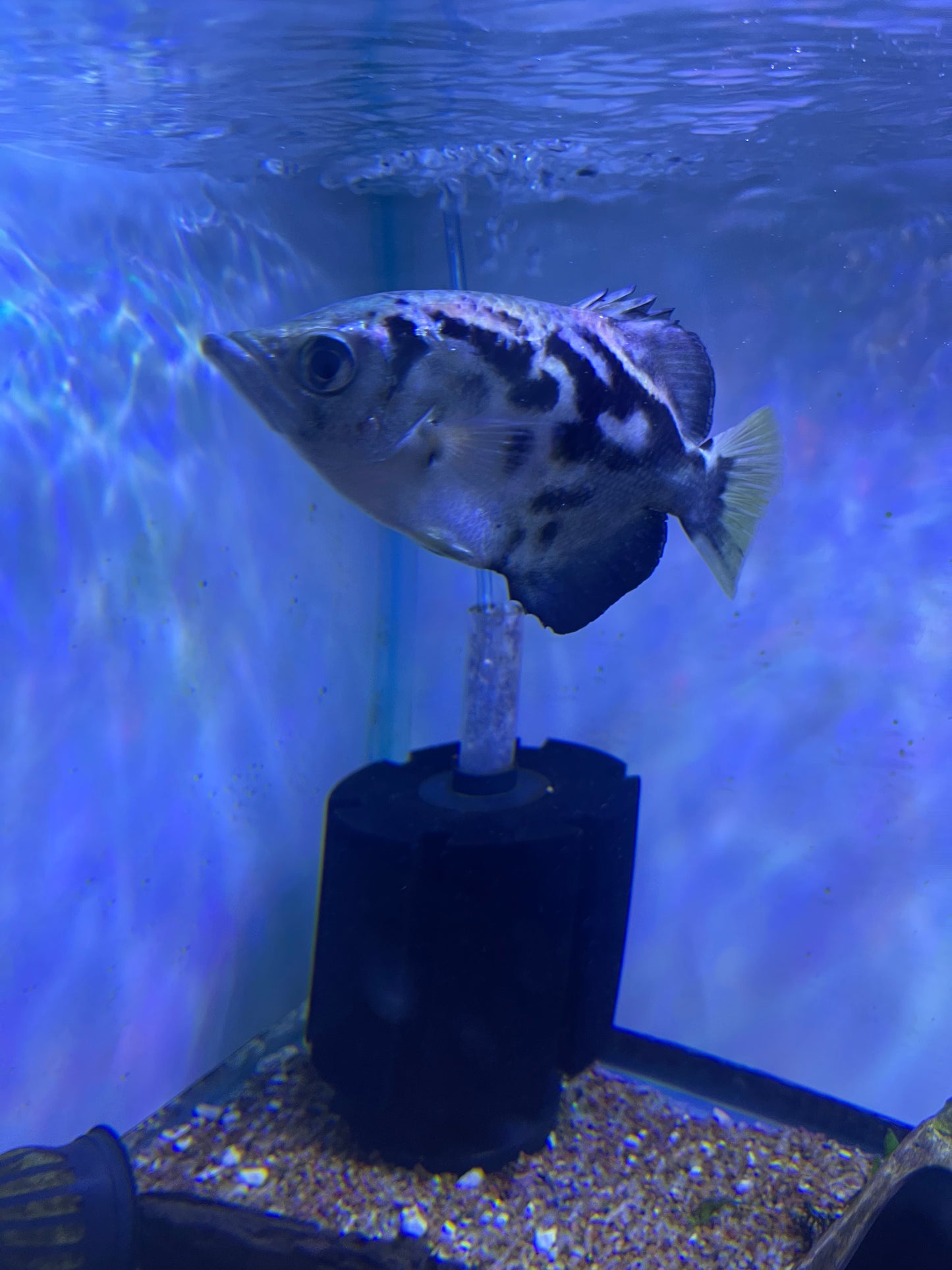 Clouded Archer Fish (Burmese) Toxotes Blythii