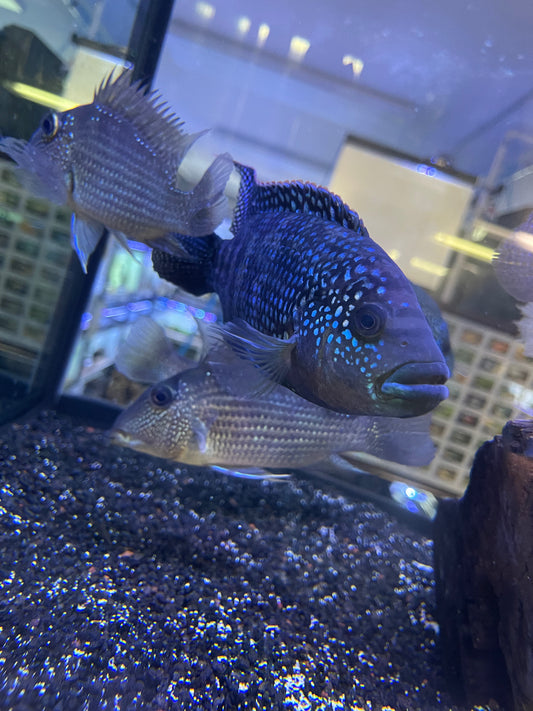 Killer Deal XL !! Jack Dempsey (Rocio
octofasciata)