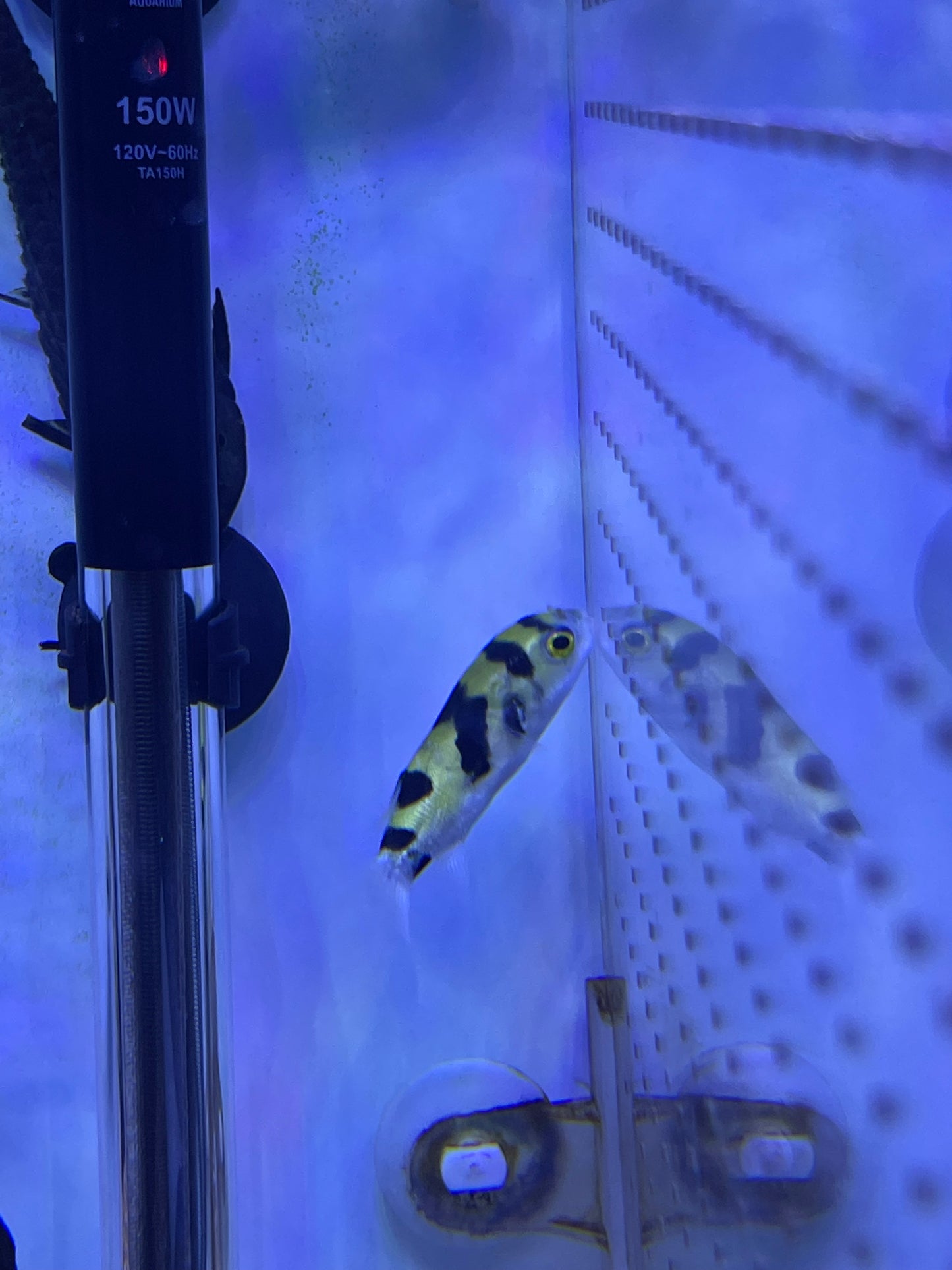 Amazon Puffer