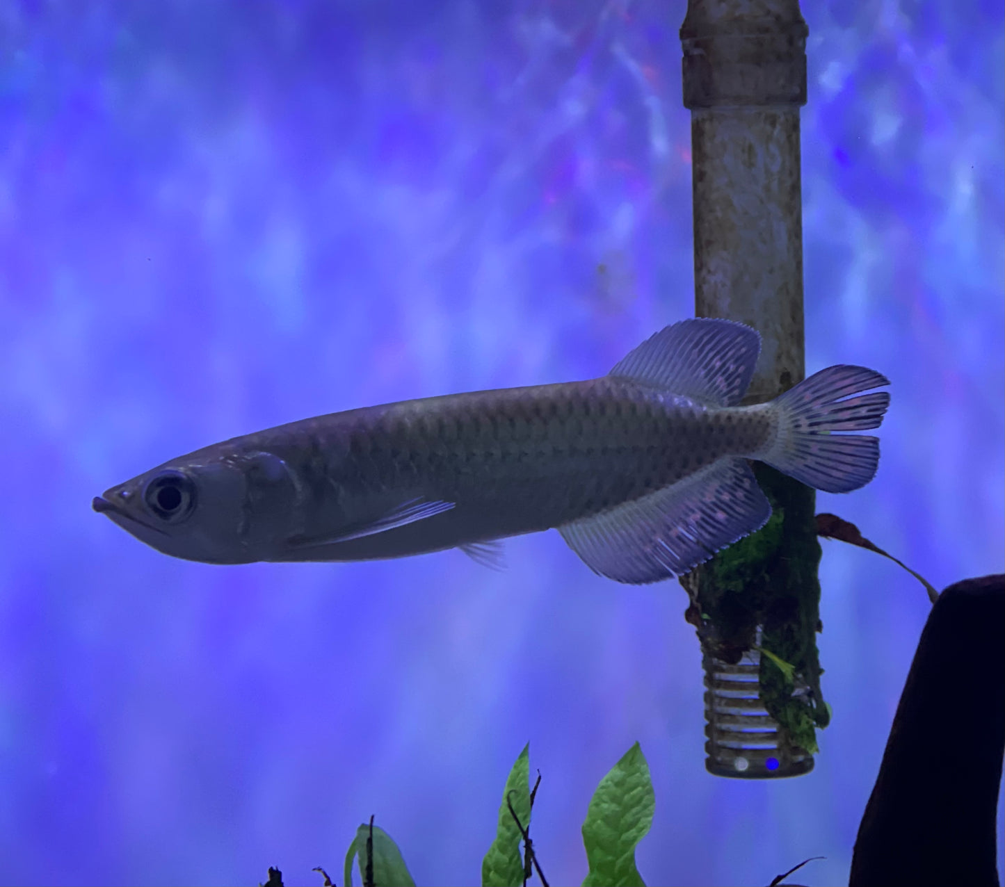 Jardini Arowana (Scleropages Jardinii)