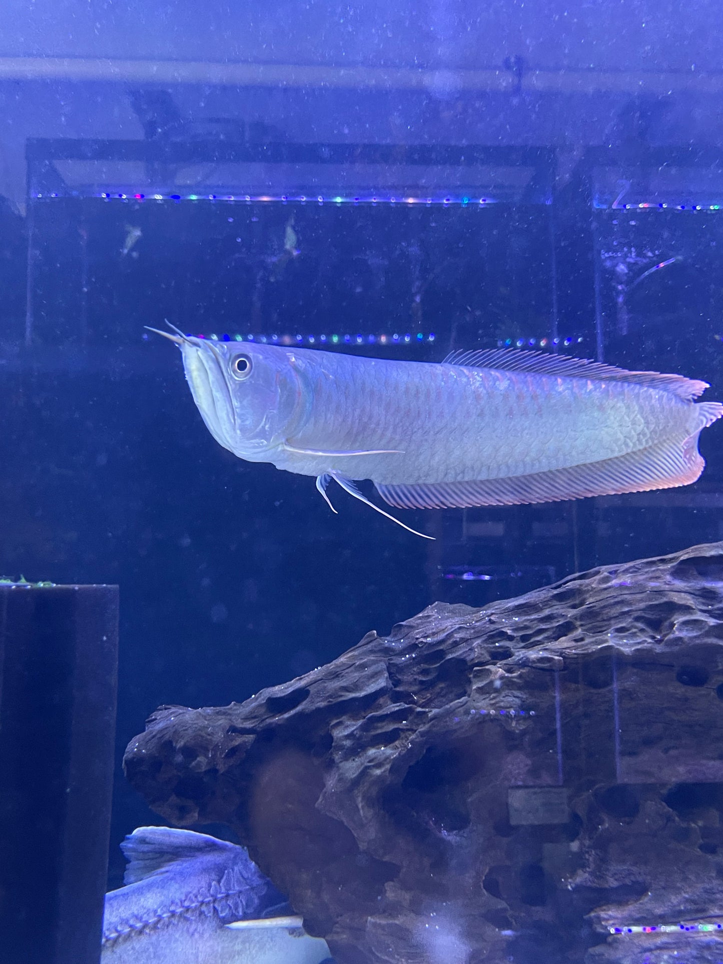 Silver Arowana (Osteoglossum Bicirrhosum)