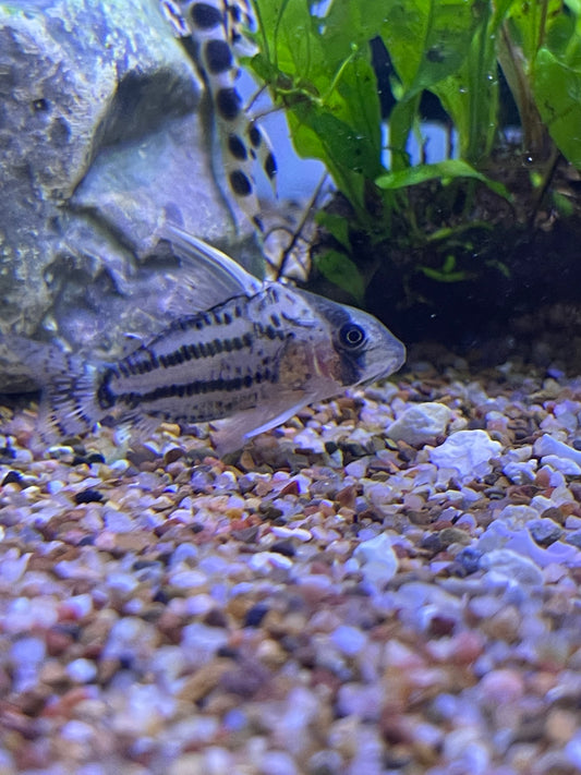 CW028 Corydoras Super Schwartzi