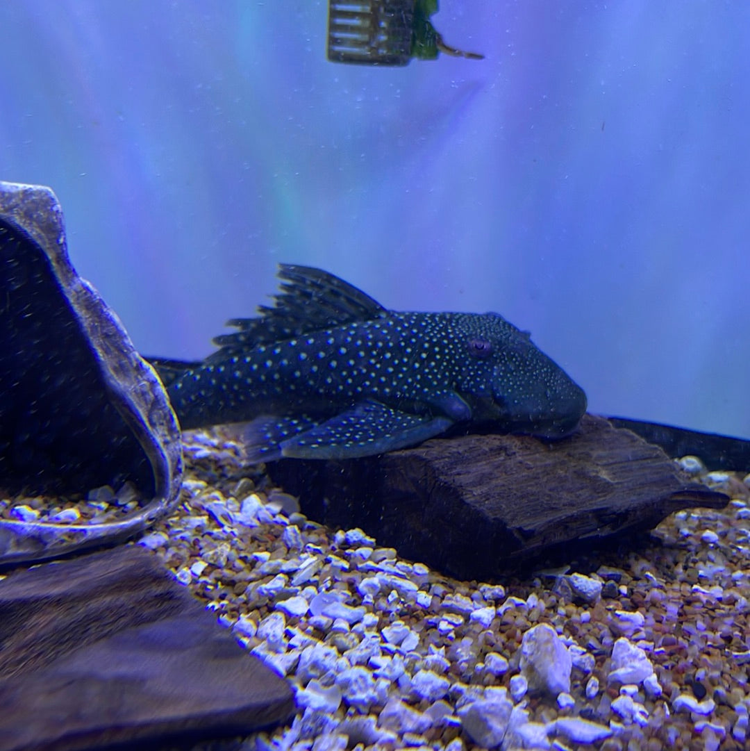L128 Blue Phantom Pleco