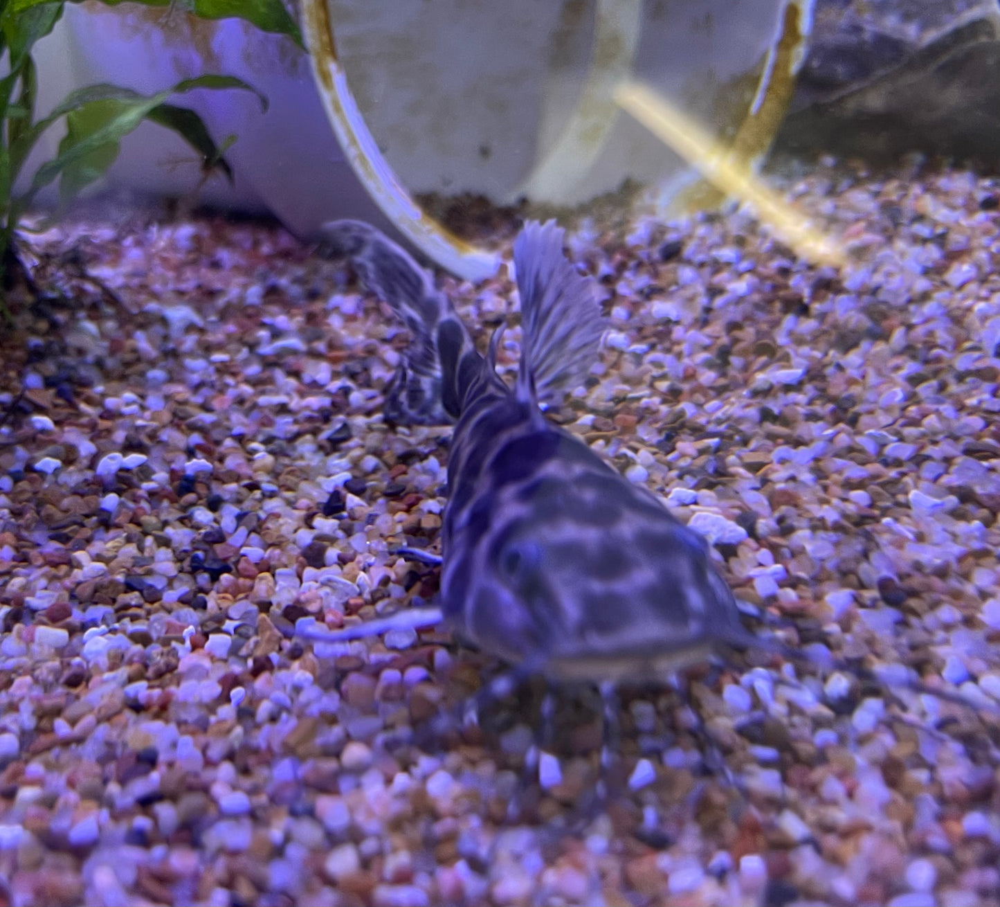 Marble Sailfin/Achara Catfish (Leiarus Perruno)