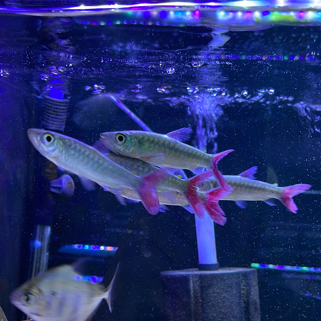 Pink Tail Chalceus XL