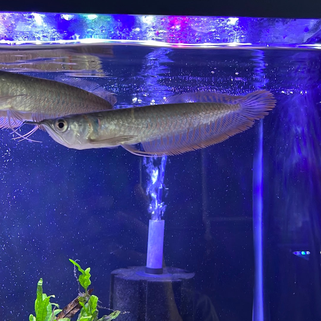 Silver Arowana (Osteoglossum Bicirrhosum)