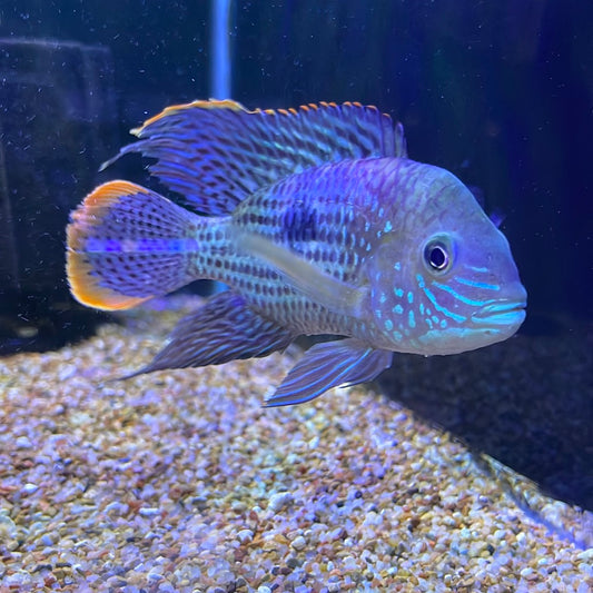Green Terror (Andinoacara Rivulatus)