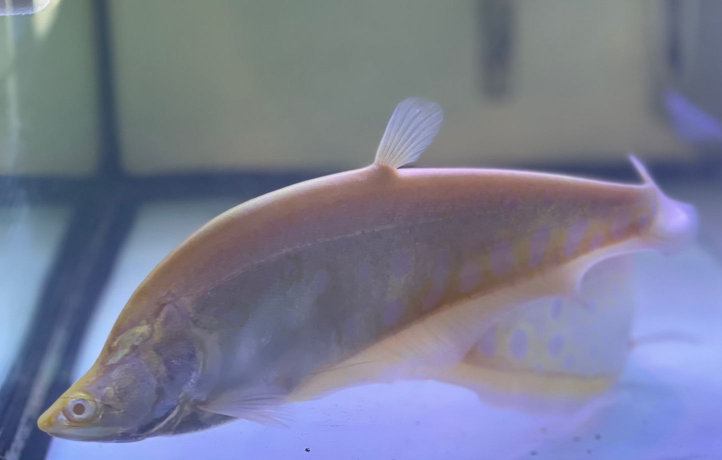 Albino Clown Knife (Chetala Ornata)