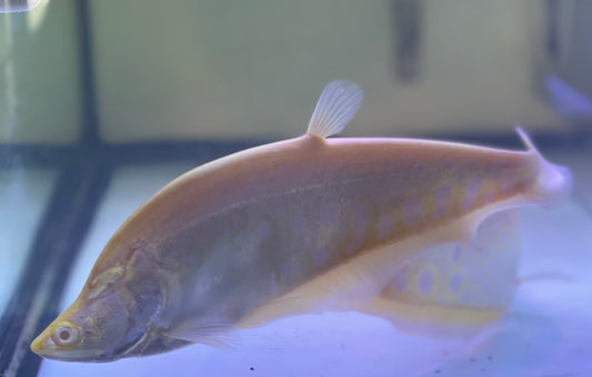 Albino Clown Knife (Chetala Ornata)