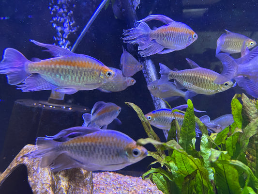 Show Congo Tetra (Phenacogrammus Interruptus)