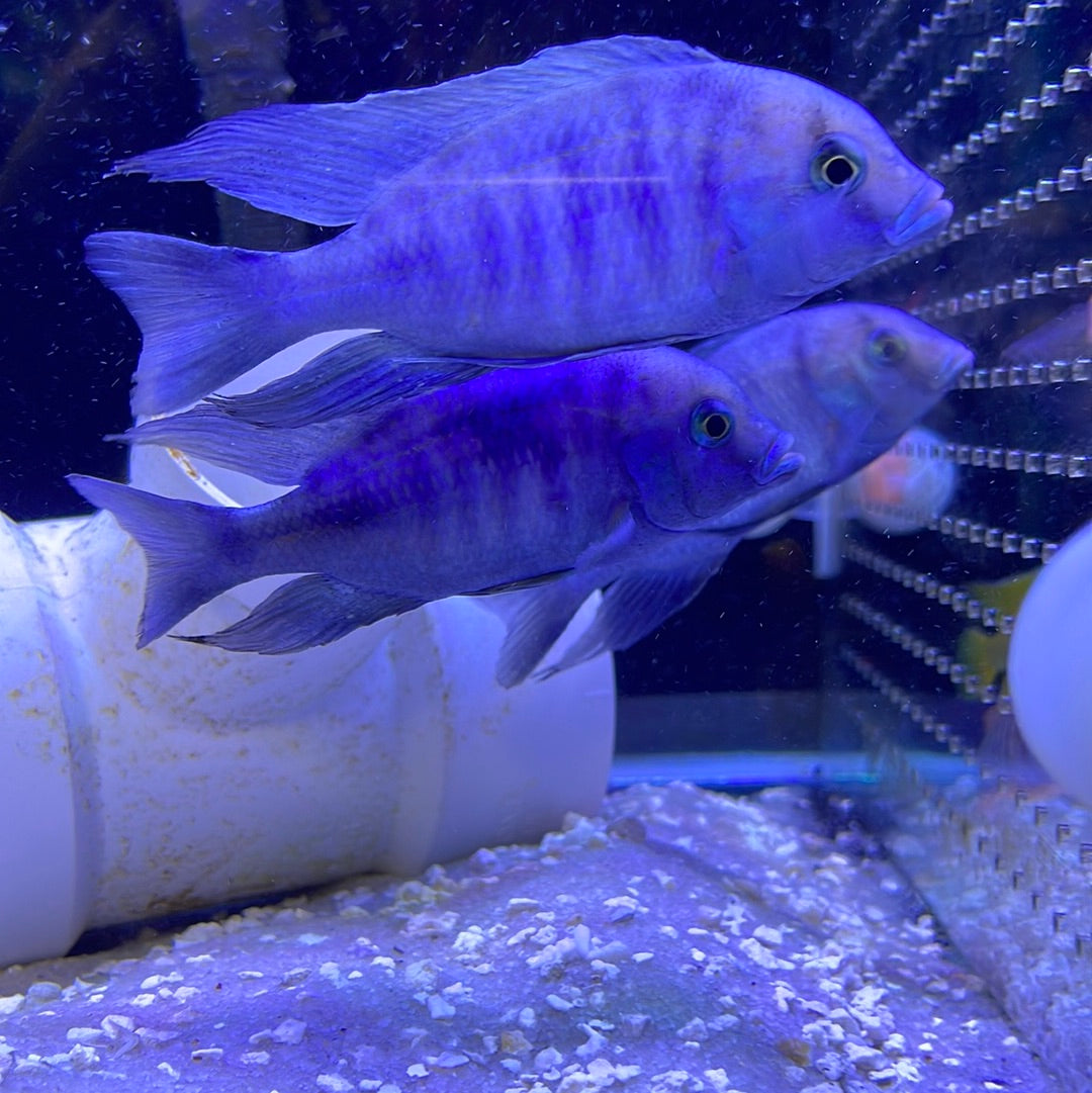 Hap Moori Blue Dolphin