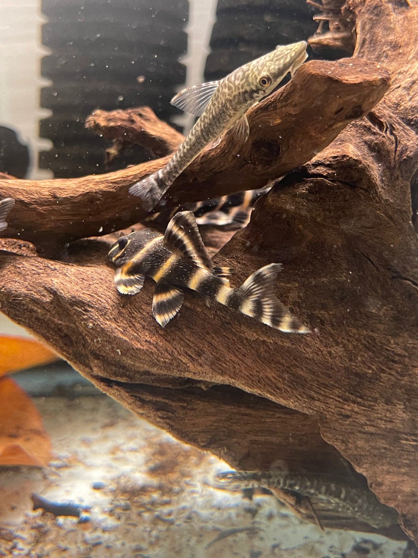 L204 Flash Zebra Pleco (Panaqolus Albivermis)