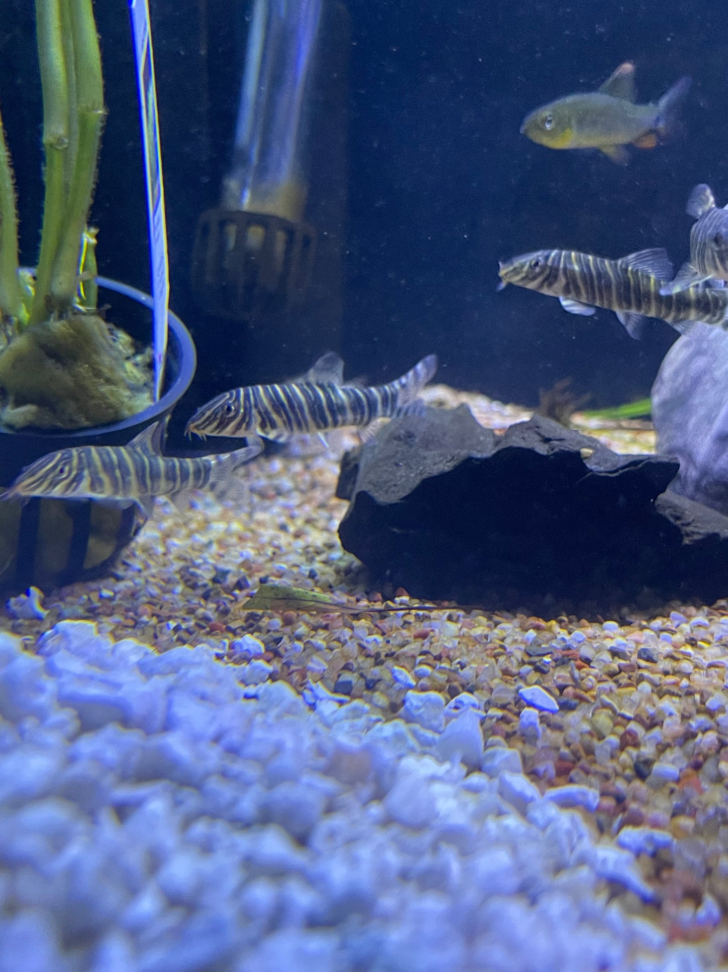 Zebra Loach