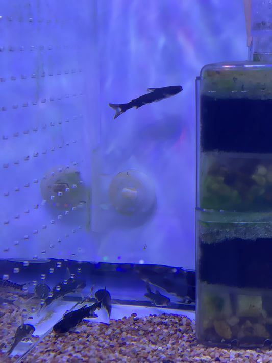 Ninja Wood Catfish (Tatia Musaic)