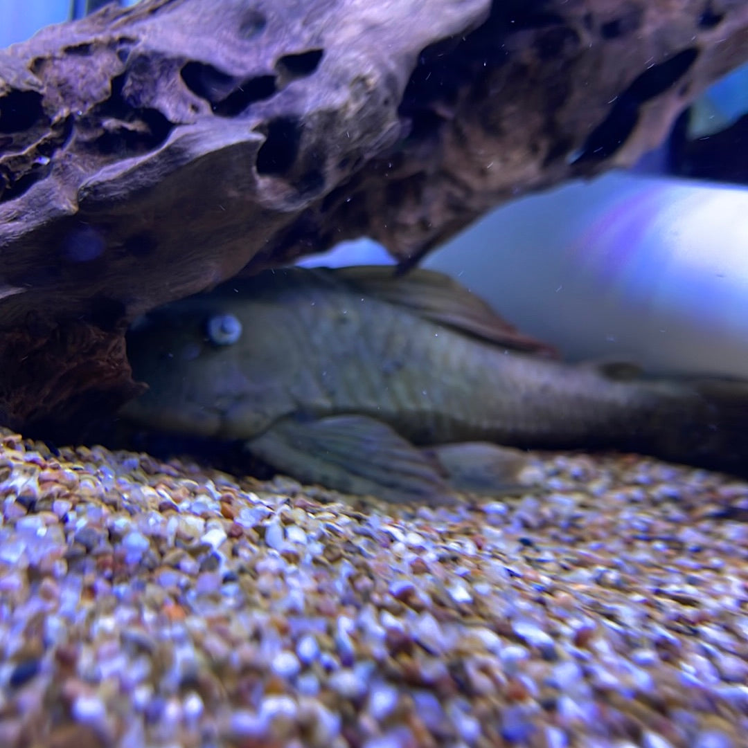 L137 Blue Eyed Red Fin Pleco (Hypostomus soniae)