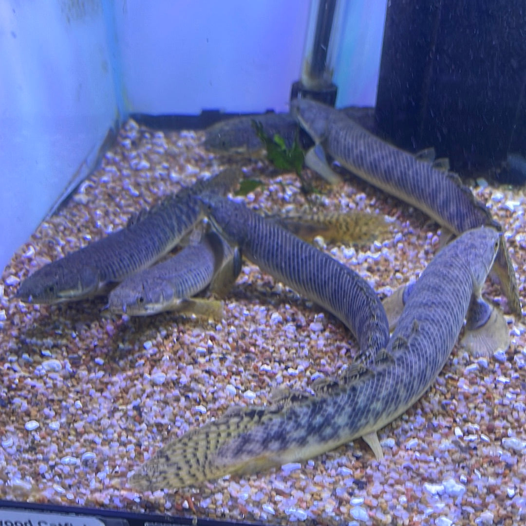 Polypterus Poly Polli