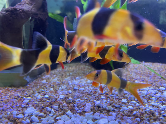 Clown Loach (Chromobotia Macracanthus)