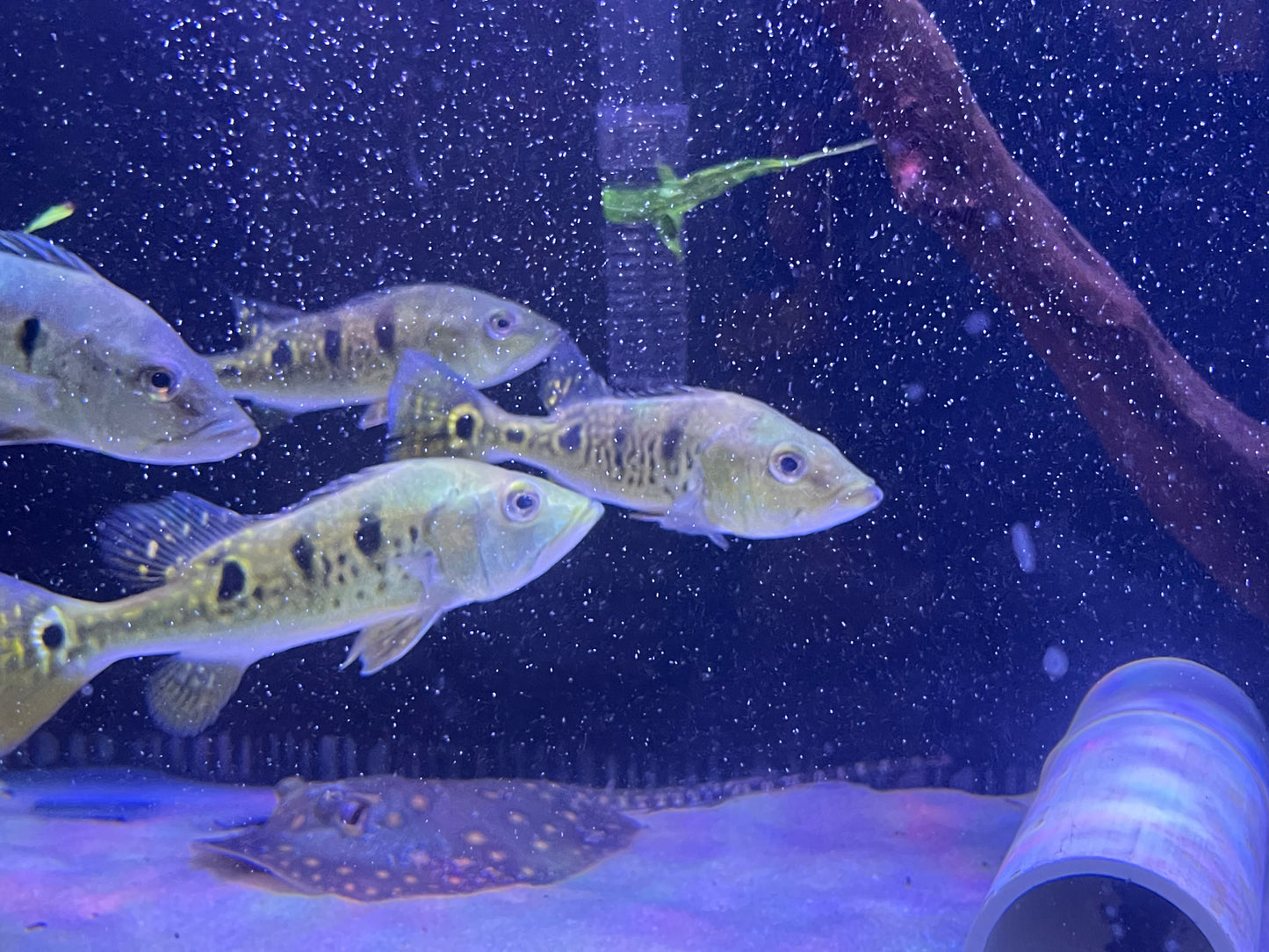 Spider Kelberi Bass (Cichla Kelberi)