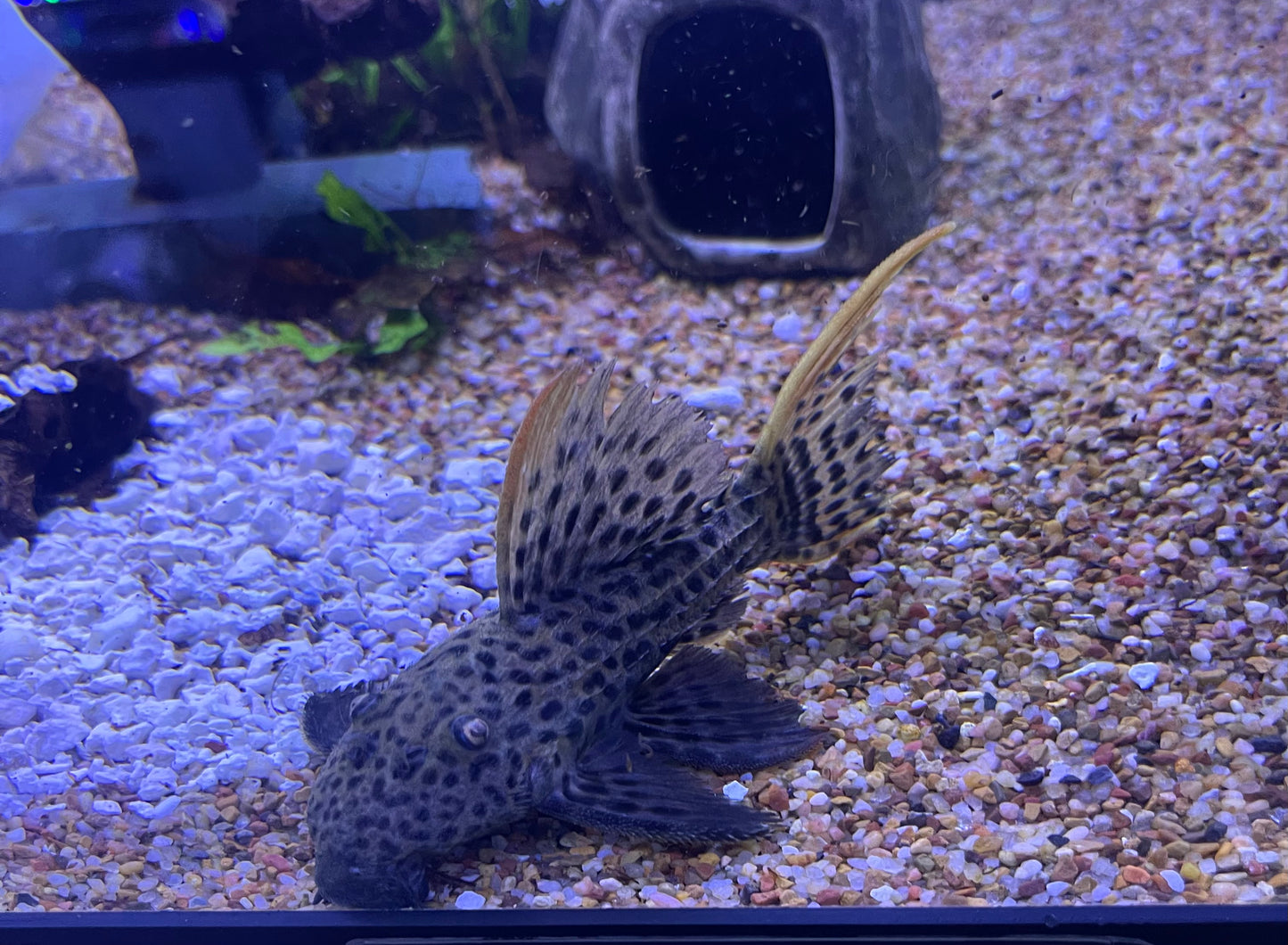 L025 Scarlet Pleco Regular