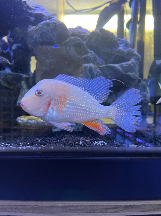 Luo Huan Albino Heckelii (Acarichthys Heckelii)