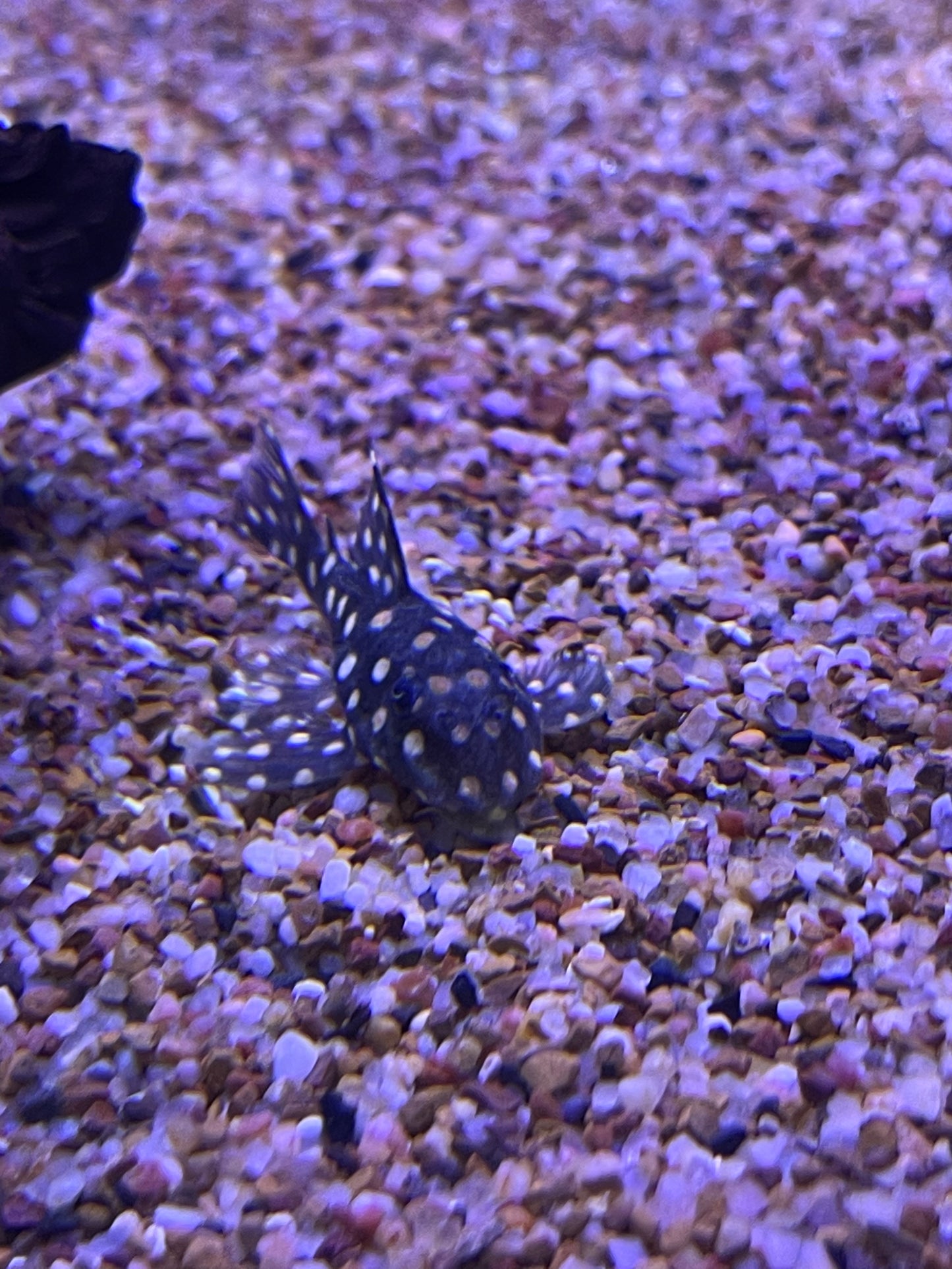 L201 Snowball Pleco (Hypancistrus Sp)