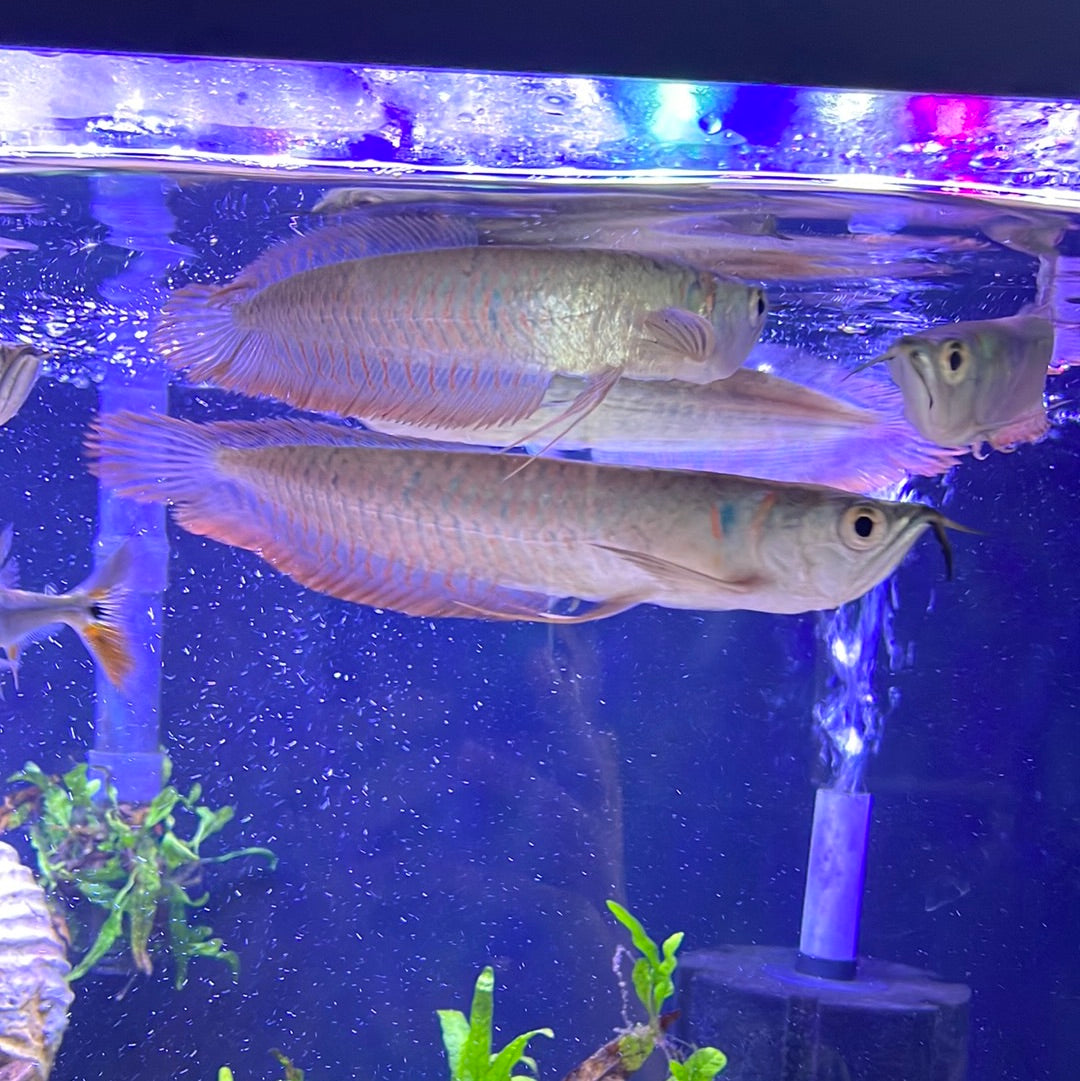 Silver Arowana (Osteoglossum Bicirrhosum)