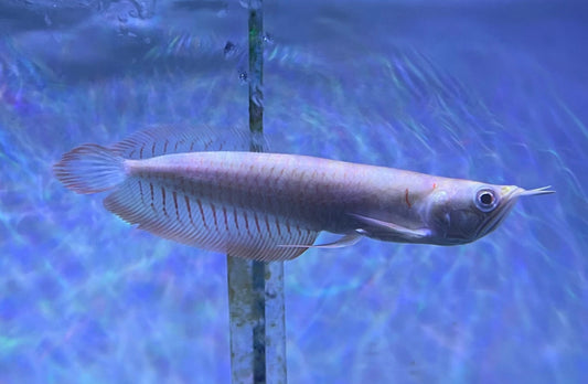 (Killer Deal)Albino Silver Arowana (Osteoglossum Bicirrhosum)