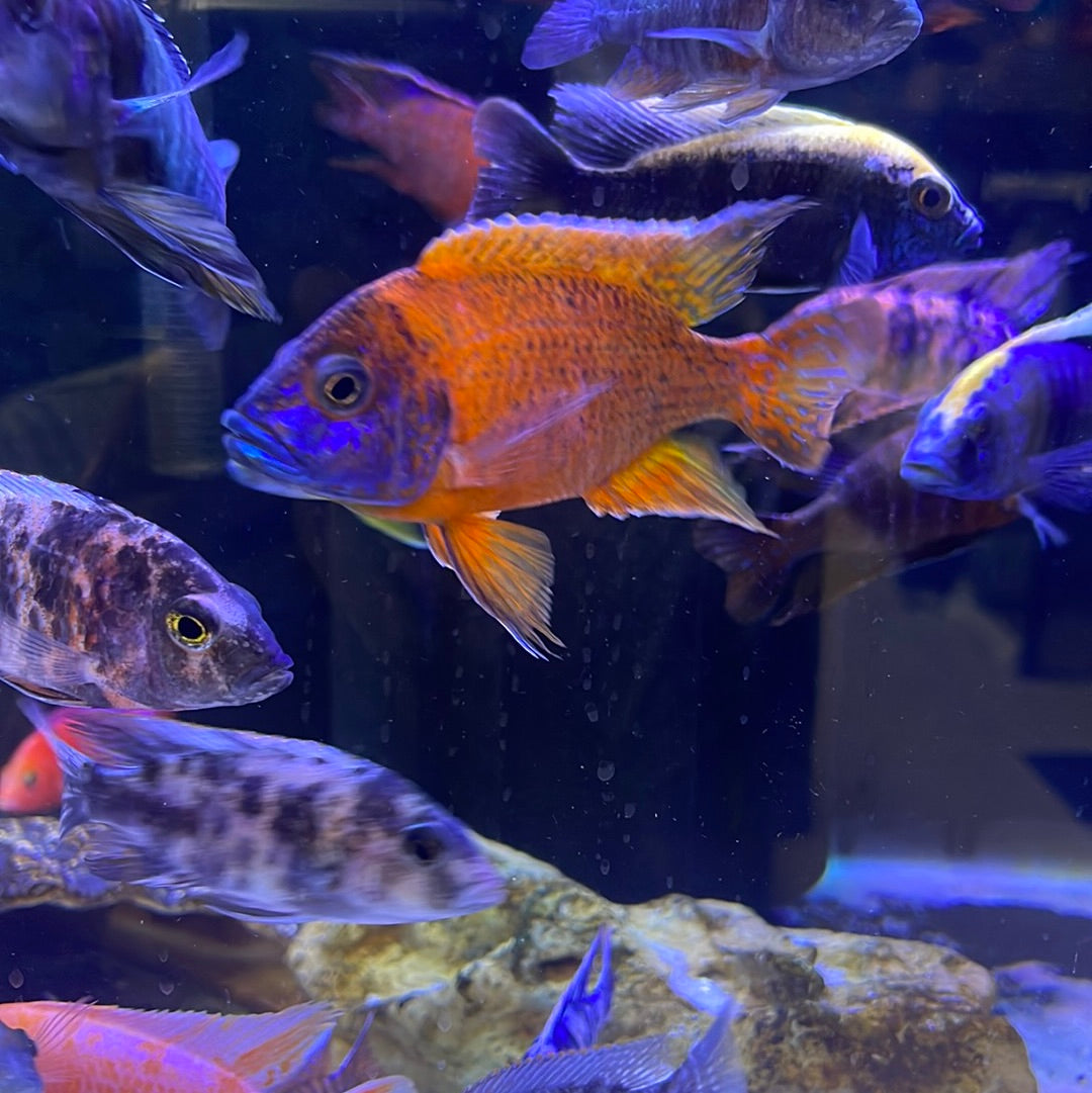 German Red Peacock