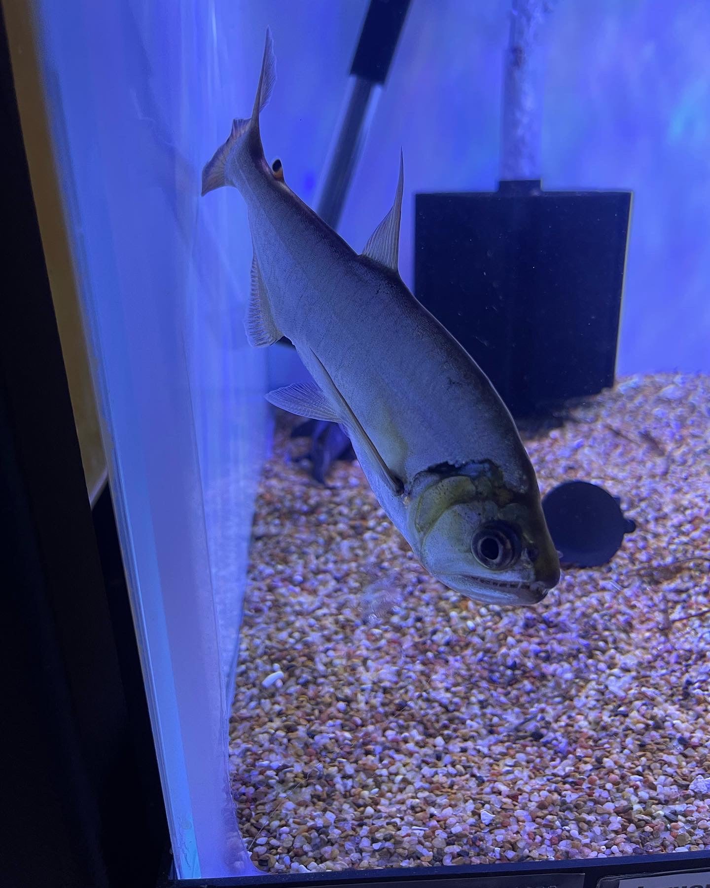 Payara Armatus