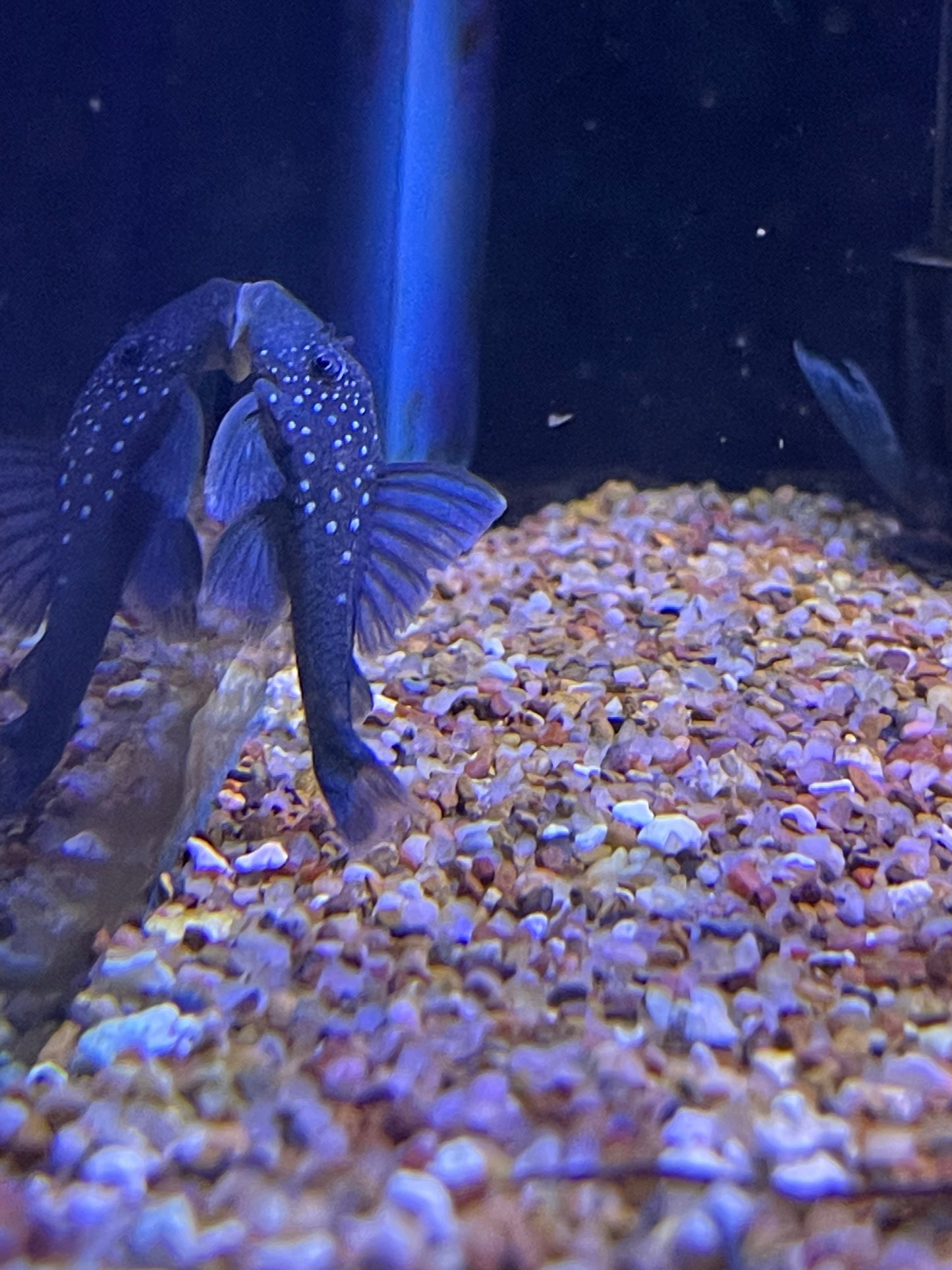L128 Blue Phantom Pleco