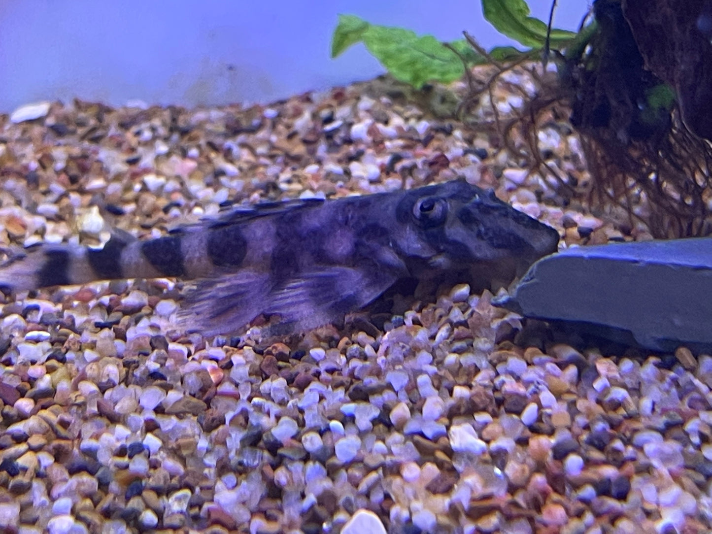 L052 Butterfly Pleco Atabapo Pleco (Dekeyseria Picta)