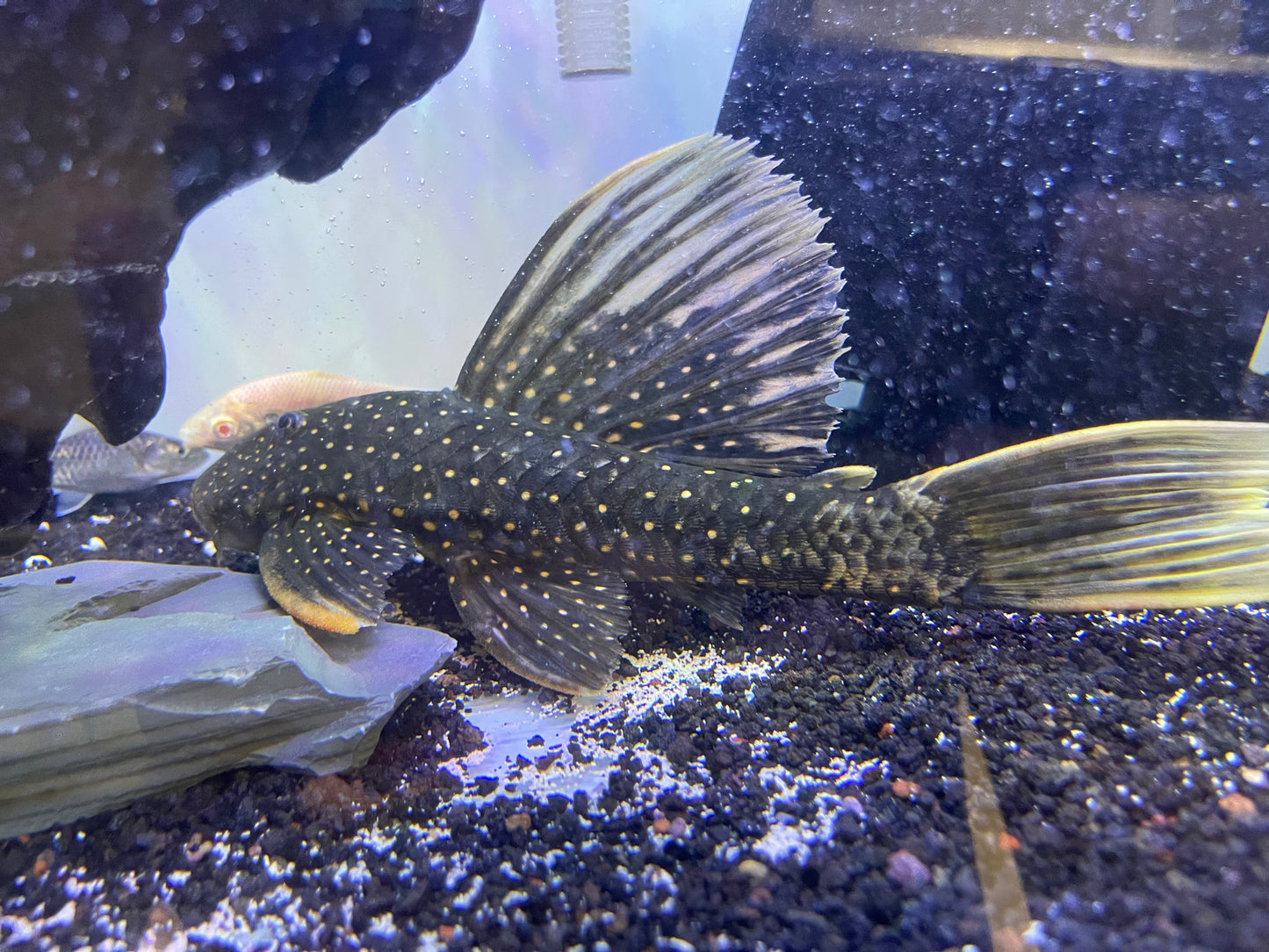 Luteus Pleco (Hypostomus Luteus)
