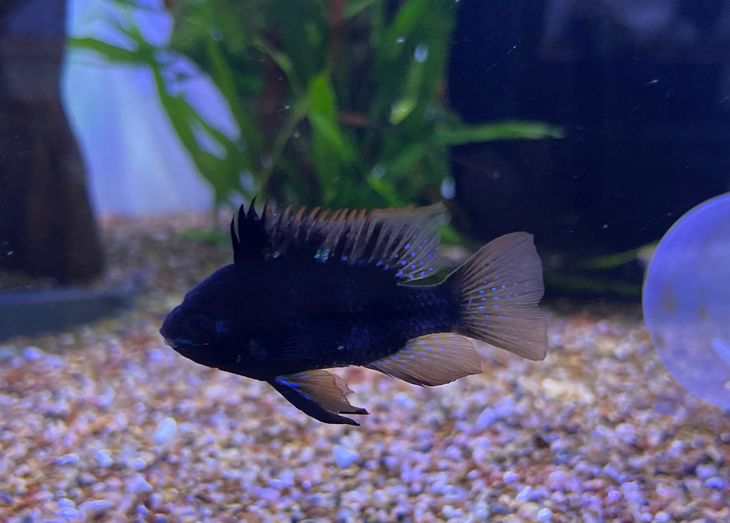 German Black Ram (Mikrogeophagus Ramirezi)