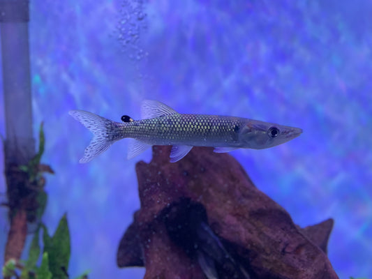African Pike (Hepsetus Odoe)