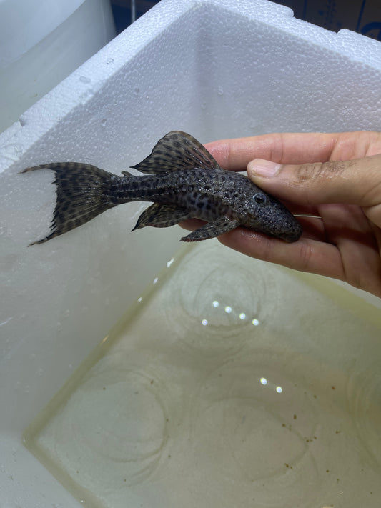 L160 /L096 Spiny Monster Pleco (Pseudacanthicus spinosus)