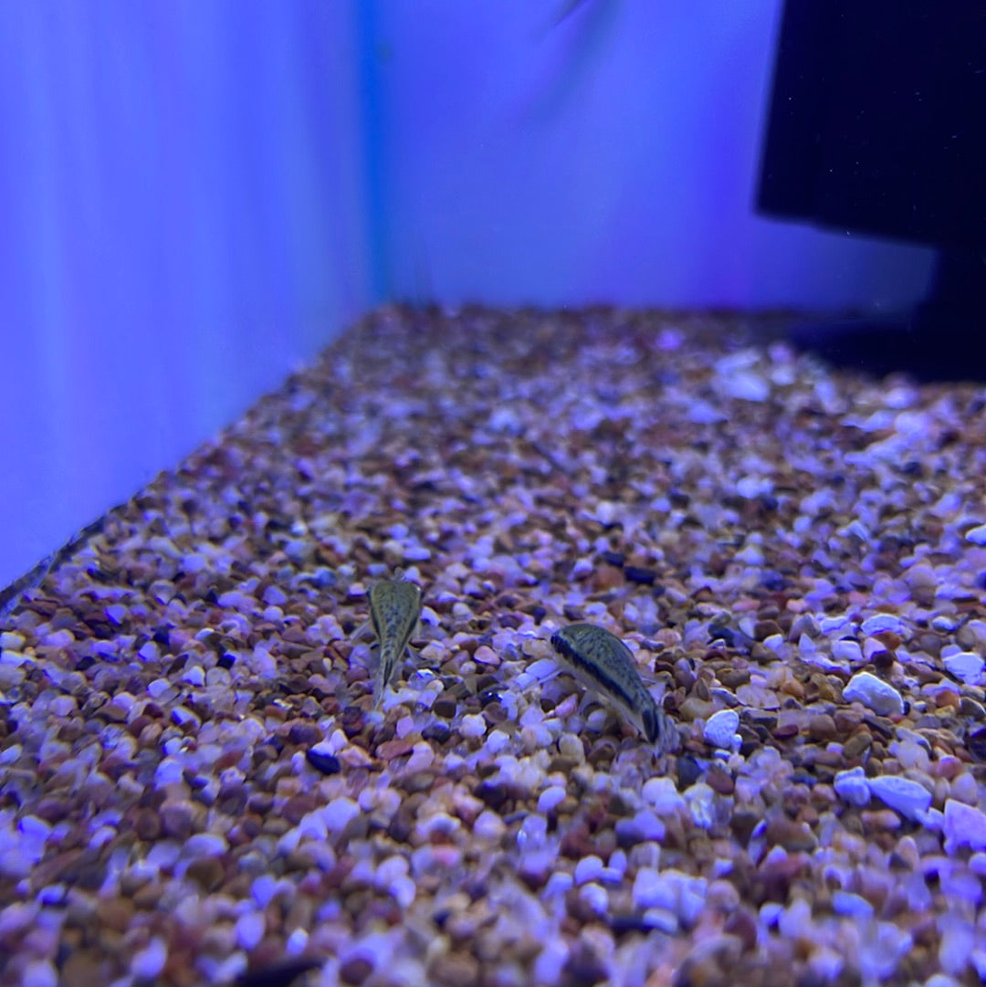 Otocinclus Catfish