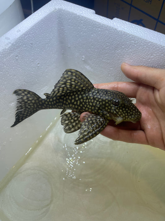 L019 SILVER SPOT NUGGET PLECO