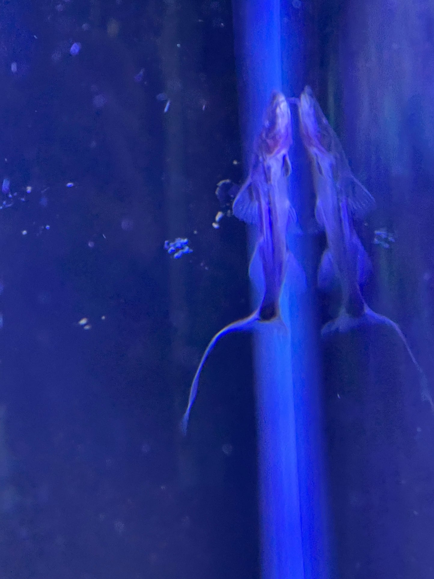 Tigrinus Catfish (Brachyplatystoma Tigrinum)