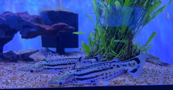 Orinoco Dolphin Catfish (Ageneiosus Magoi)