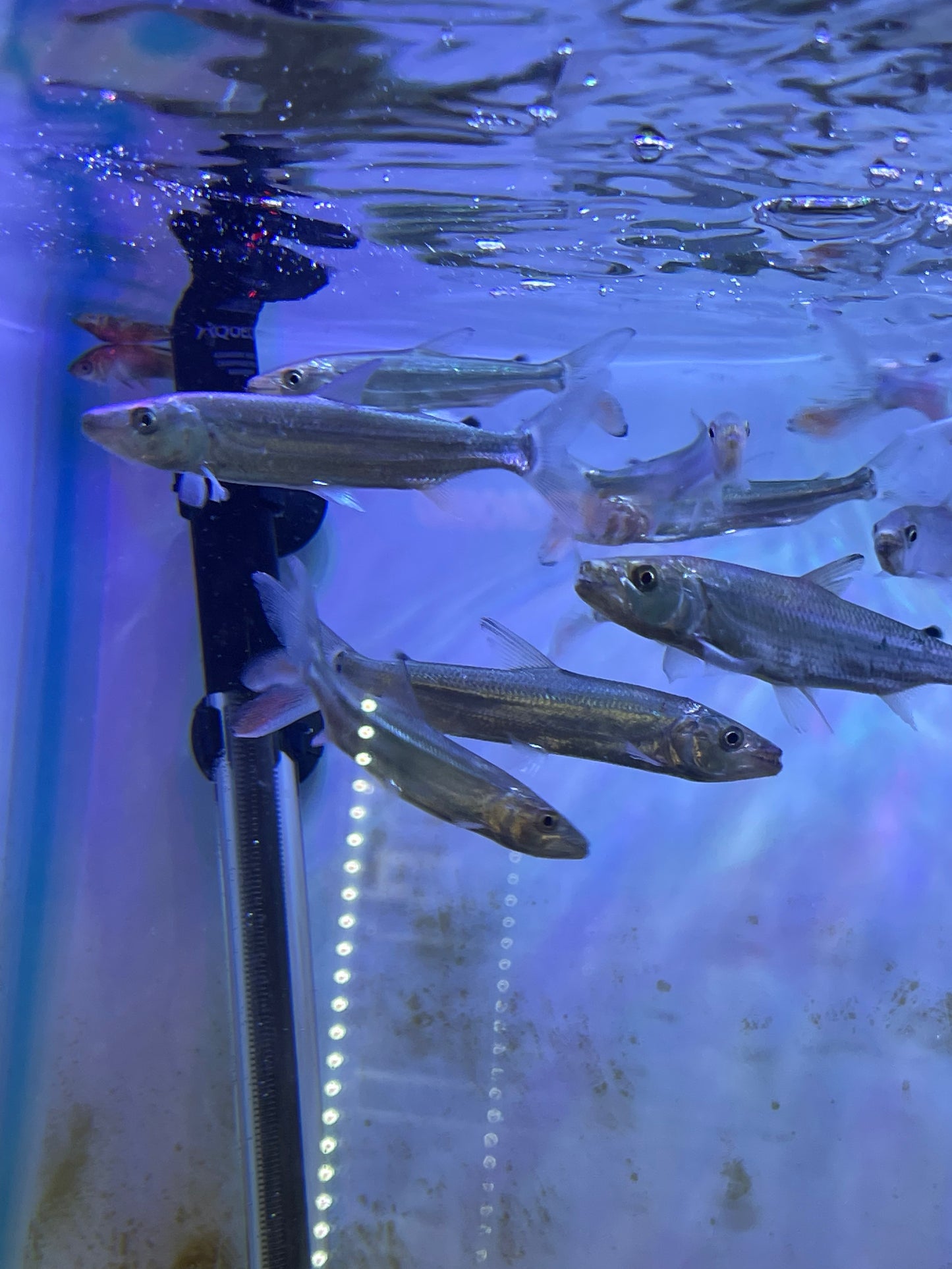 Goliath Tiger Fish(Hydrocynus Goliath)