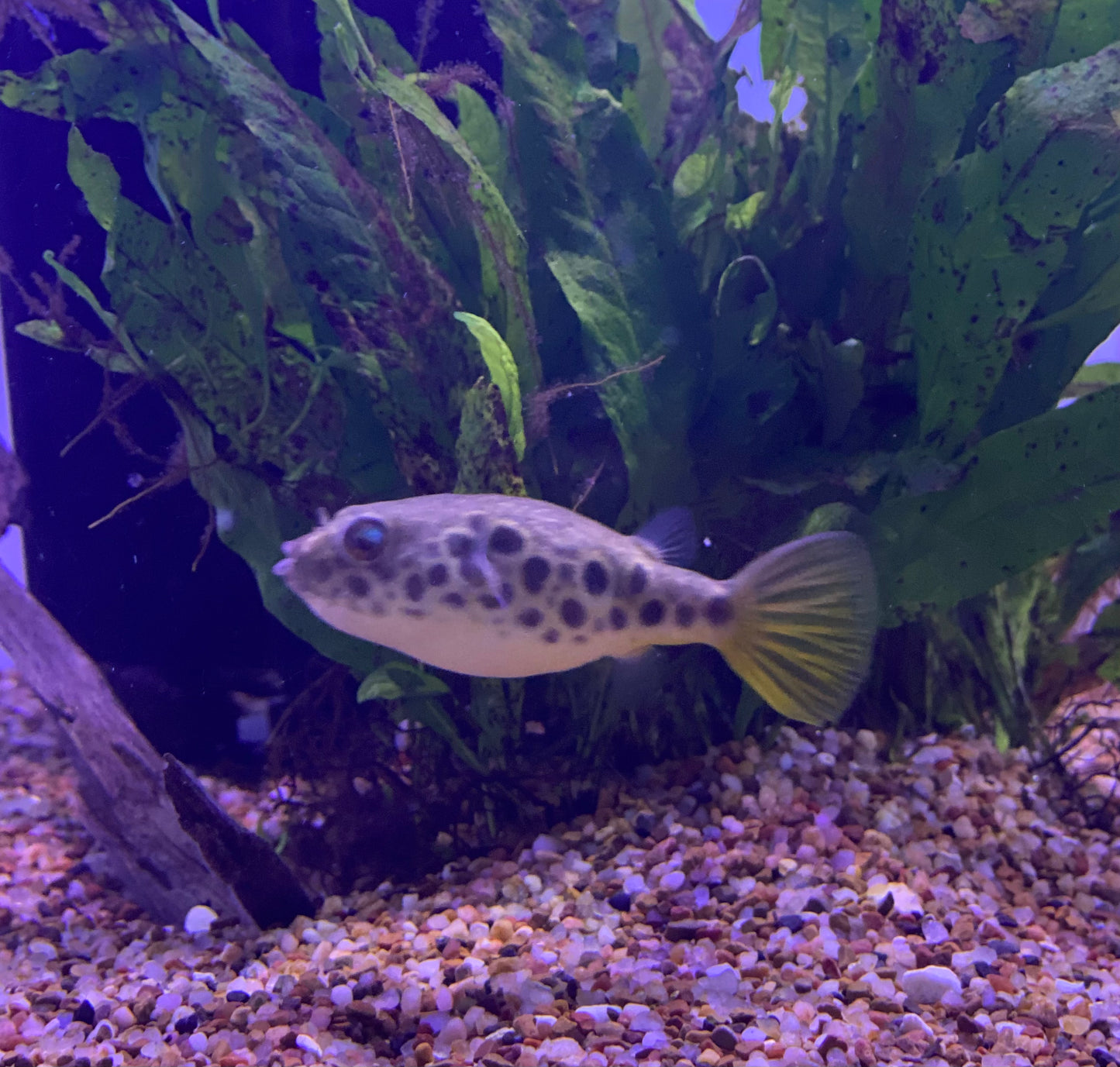Spotted Congo Puffer (Tetraodon Schoutendeni)