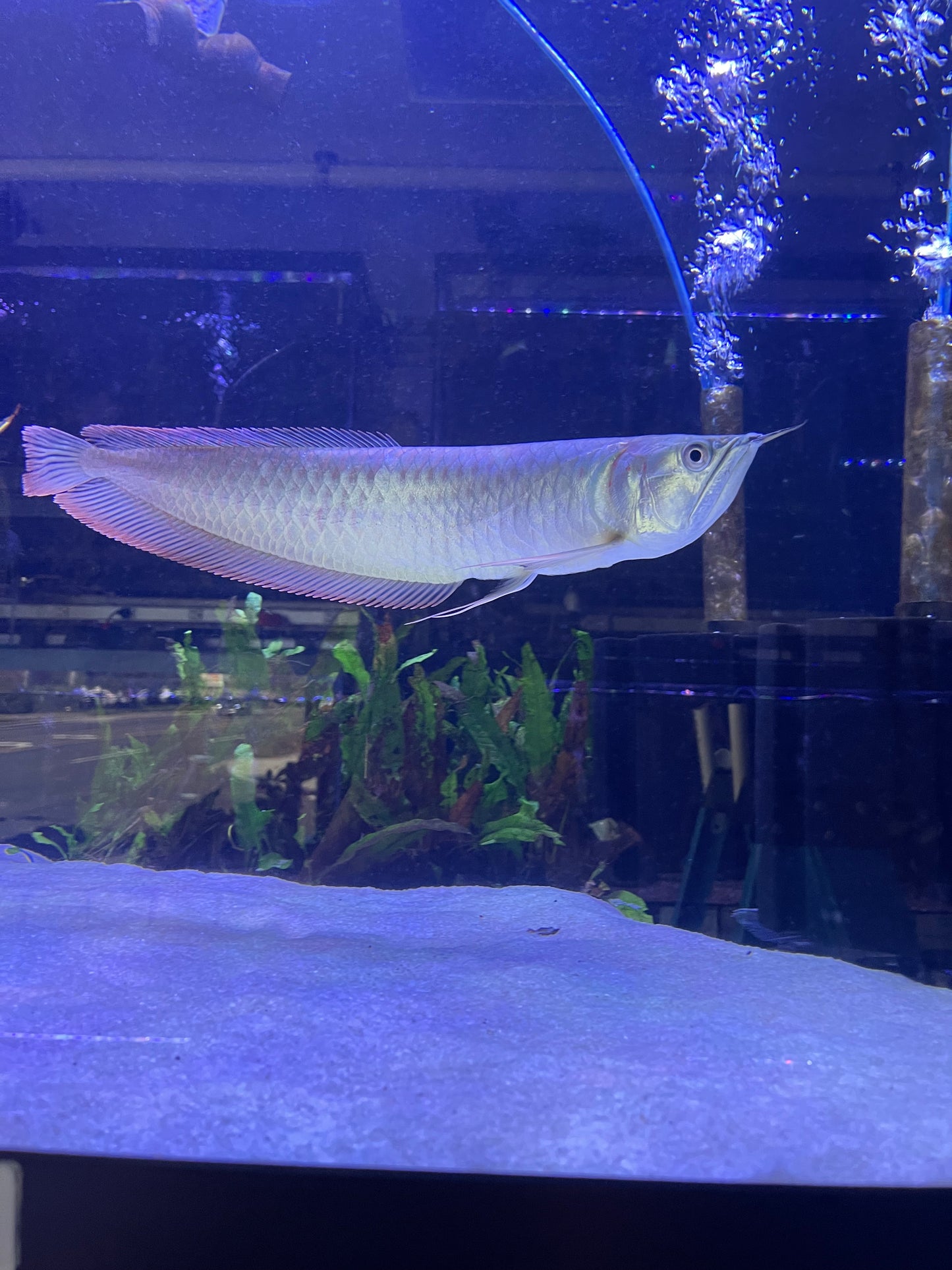 Silver Arowana (Osteoglossum Bicirrhosum)