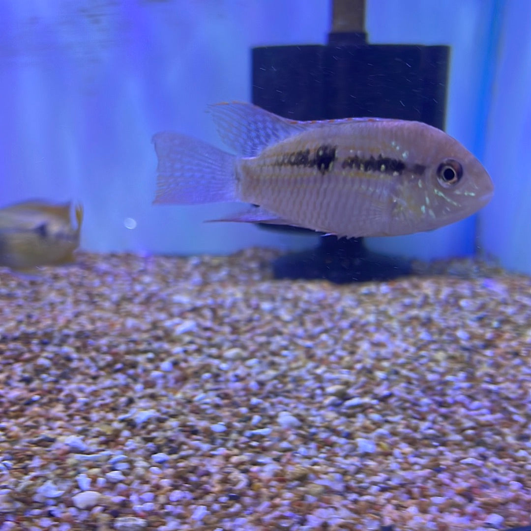 Blue Acara