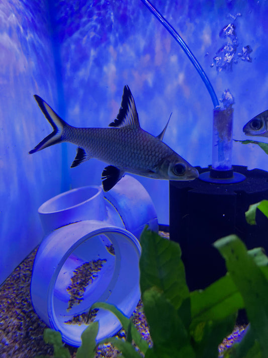 Bala Shark (Balantiocheilos Melanopterus)