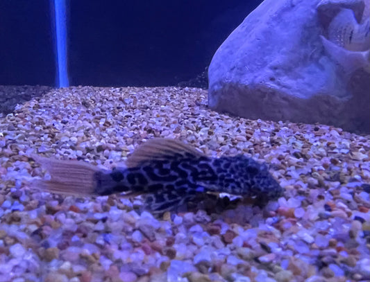 Baby L600 Leopard Cactus (Pseudacanthicus Leopardus)