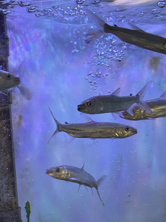 Goliath Tiger Fish(Hydrocynus Goliath)