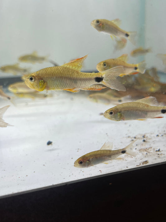 Sailfin Tetra (Crenuchus Spilurus)