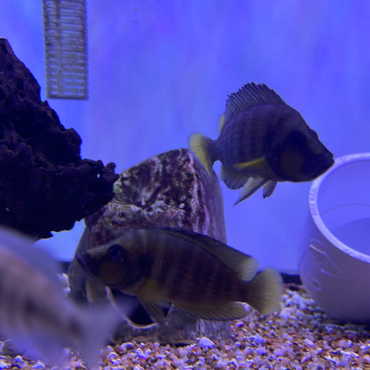 Altolamprologus compressiceps - (Yellow Chaitika)