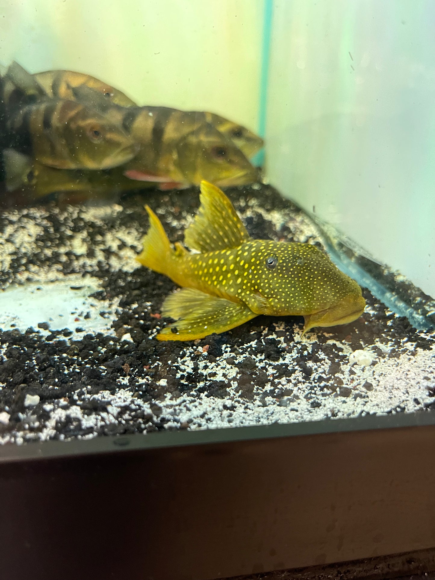 HiFin L200 Green Phantom Pleco