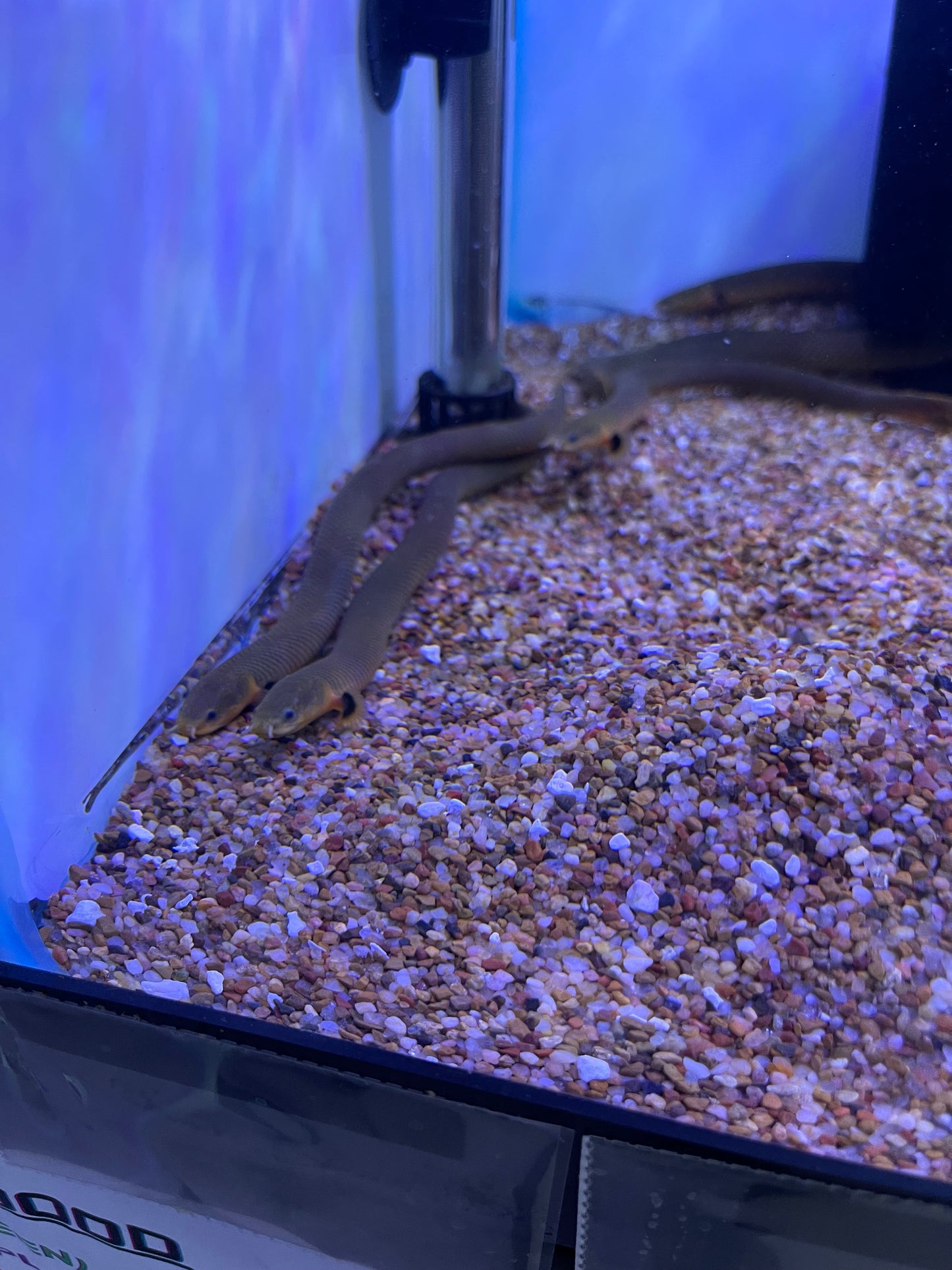 Great Deal !!
Rope Fish (Erpetiochthys Calabaricus)